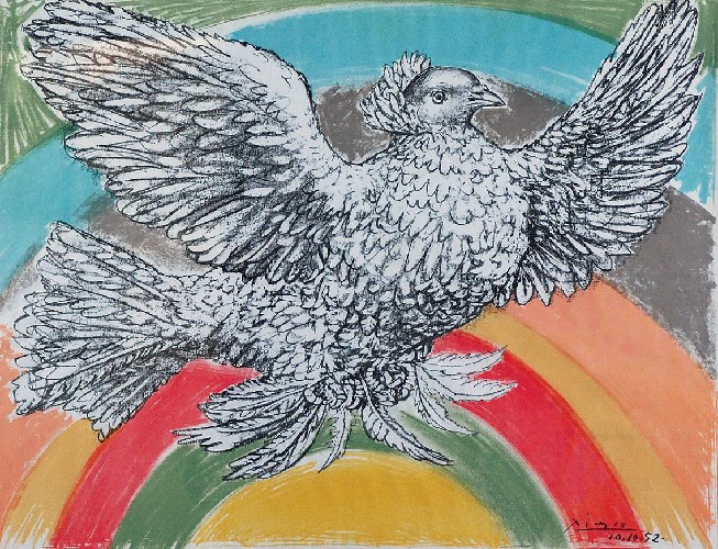 Gołąb, 1952