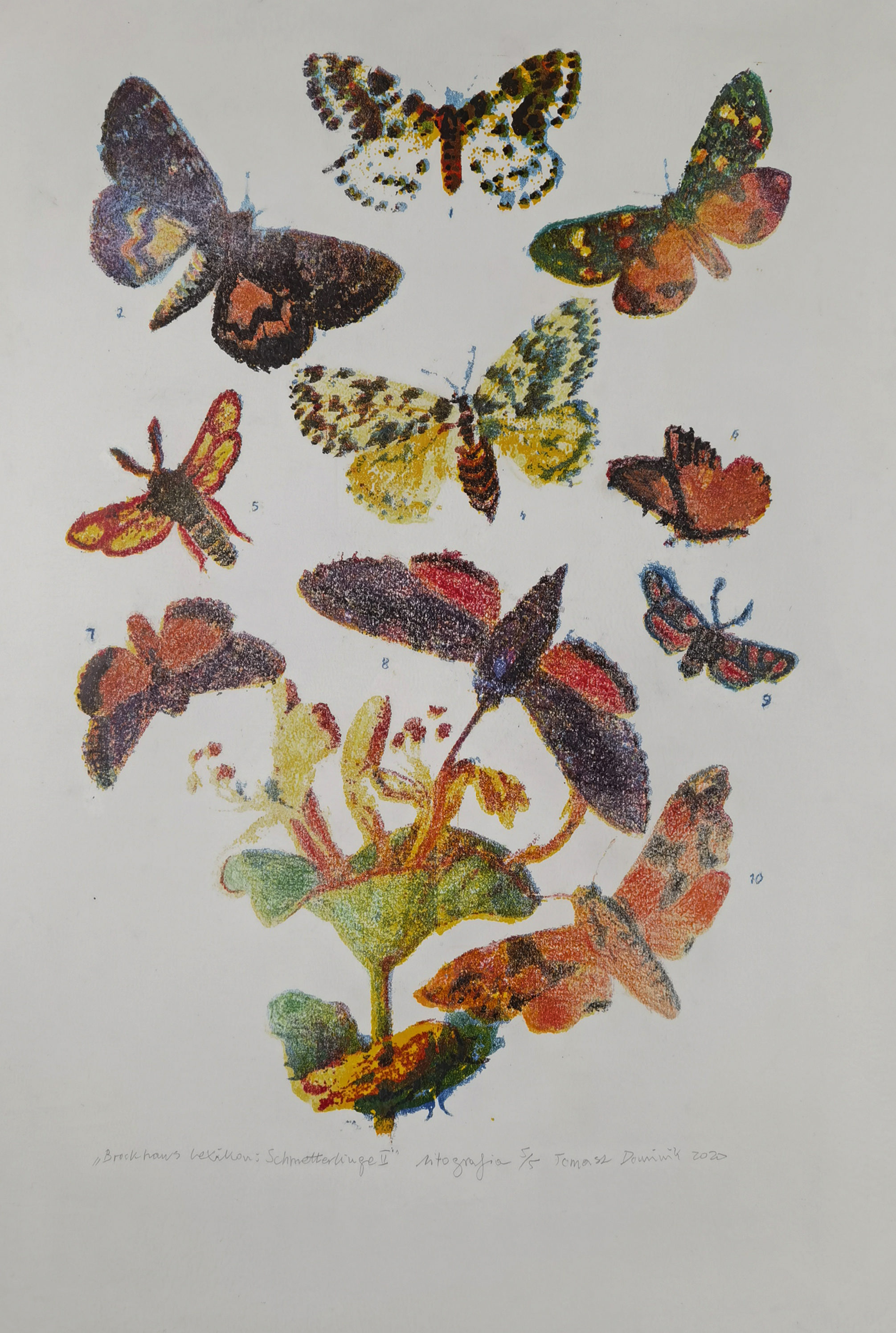 Brockhaus lexikon: Schmetterlinge II, 2020